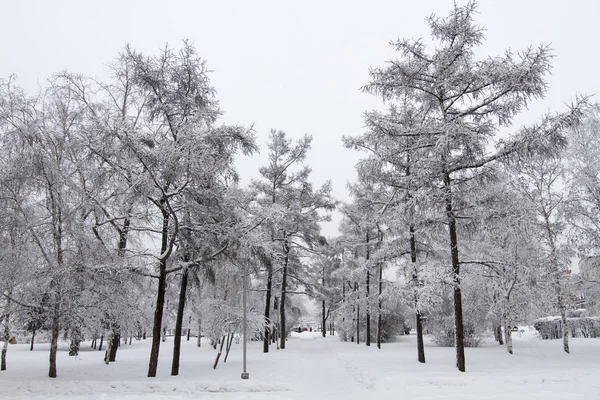 Sokakta bir kış parkı — Stok fotoğraf