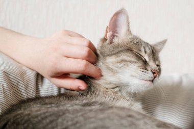 Ev sahibi nazikçe kedisini kürkünde okşar. Bir kedi ve bir insan arasındaki ilişki. Gri çizgili kedi yatakta uzanıyor. Kadının eli gri arka planda..