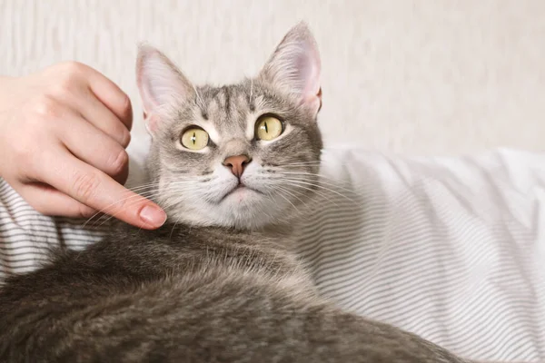 女主人轻轻地抚摸着她的猫的毛皮 猫与人之间的关系 那只灰色条纹猫躺在床上 女人的手放在灰色的背景上 — 图库照片