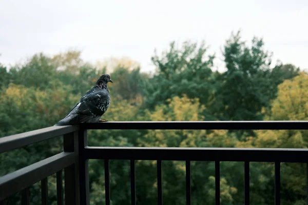 비둘기 발코니로 날아가서 난간에 있었다 나무의 배경에 외로워 보이는 비둘기입니다 — 스톡 사진
