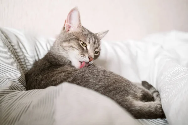 Domowy Siwy Kot Siedzi Kanapie Myje Się Higiena Kotów Kot — Zdjęcie stockowe