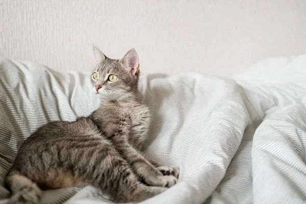 Domowy Szary Kot Paski Leży Łóżku Kot Wnętrzu Domu Obraz — Zdjęcie stockowe