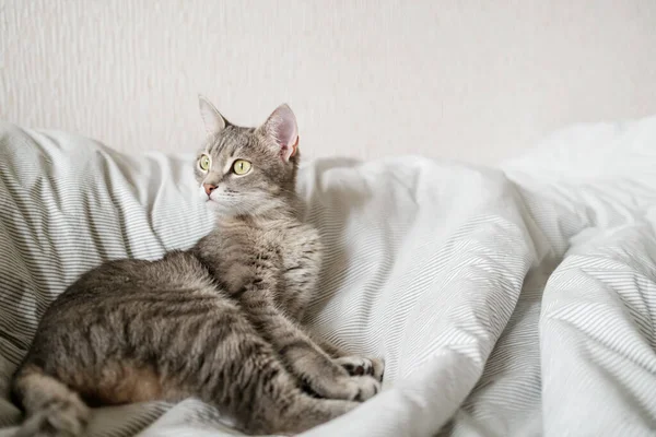 Gato Gris Rayado Doméstico Yace Cama Gato Interior Del Hogar —  Fotos de Stock