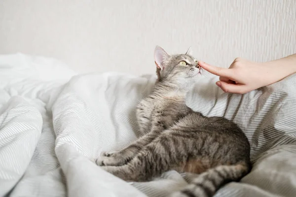 女主人轻轻地抚摸着她的猫的毛皮 猫与人之间的关系 那只灰色条纹猫躺在床上 女人的手放在灰色的背景上 — 图库照片