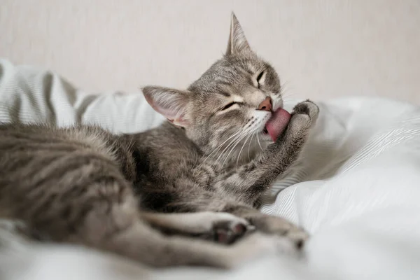 Gatto Grigio Tabby Domestico Siede Sul Divano Lava Igiene Dei — Foto Stock