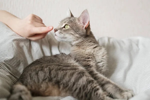 女主人轻轻地抚摸着她的猫的毛皮 猫与人之间的关系 那只灰色条纹猫躺在床上 女人的手放在灰色的背景上 — 图库照片