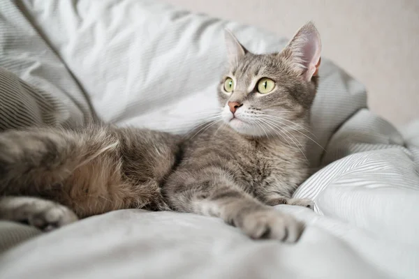 一只家养的条纹灰猫躺在床上 家里的那只猫 兽医诊所 猫的图片 世界猫日 — 图库照片
