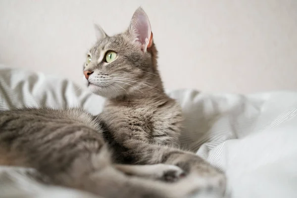 Inhemsk Randig Grå Katt Ligger Sängen Katten Hemmets Inredning Bild — Stockfoto