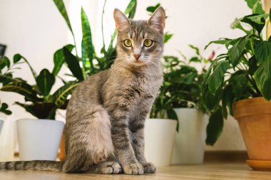Yetişkin bir gri kedi, bir apartmanın zemininde yeşil kapalı alan çiçekleri karşısında oturuyor. Veteriner klinikleri, kediler ve kedi maması siteleri için görüntü.