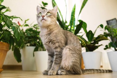 Yetişkin bir gri kedi, bir apartmanın zemininde yeşil kapalı alan çiçekleri karşısında oturuyor. Veteriner klinikleri, kediler ve kedi maması siteleri için görüntü.