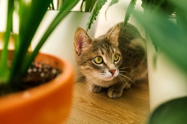Ev bitkilerinin yanında yerde oturan gri çizgili evcil bir kedinin yakın plan portresi. Veteriner klinikleri, kediler ve kedi maması siteleri için görüntü.