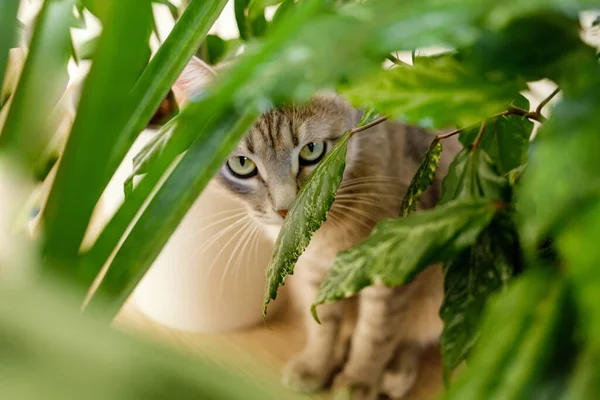 Gato Doméstico Rayas Grises Sienta Suelo Huele Plantas Interior Macetas — Foto de Stock
