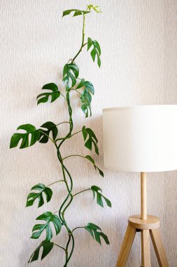 Liana Rhaphidophora tetrasperma (Monstera Minima) parlak bir odada şık bir lambanın yanında durur. Ev bitkileri bakım konsepti. Minimalizm ve skandal tarzı, bahçe odası.