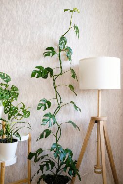 Liana Rhaphidophora tetrasperma (Monstera Minima) parlak bir odada şık bir lambanın yanında durur. Ev bitkileri bakım konsepti. Minimalizm ve skandal tarzı, bahçe odası.