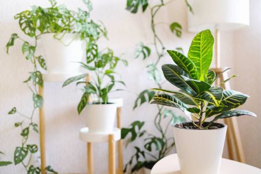 Beyaz bir saksıda bulunan Croton ya da Codiaeum bir çok ev bitkisinin arka planına karşı oturma odasındaki çiçekler için ahşap bir standın üzerinde duruyor. Ev bitkileri bakım konsepti. 