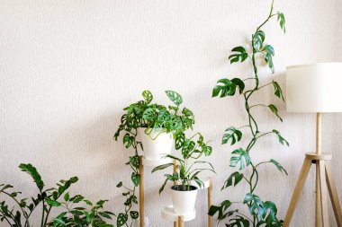 Şık lamba ve birçok bitkinin bulunduğu şık bir alan: aglaonema, zamioculcas, sansevieria, Monstera Obliqua veya Adansonii, Rhaphidophora tetrasperma. Yeşil ev bitkileriyle aydınlık modern iç mekan. 