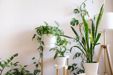 Beyaz bir saksının içindeki Sansevieria, oturma odasındaki çiçekler için bir ahşap standın üzerinde birçok ev bitkisinin arka planına karşı duruyor. Ev bitkileri bakım konsepti. 