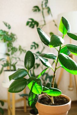 Kil bir terracotta saksısında bulunan ficus elastica oturma odasındaki çiçekler için ahşap bir standın üzerinde birçok ev bitkisine karşı duruyor. Ev bitkileri bakım konsepti. 