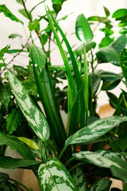 Şık mekan birçok modern yeşil bitkilerle doludur. Bir sürü bitkisi olan botanik evi dekoru: spathiphyllum, Croton, strelitzia nicolai, aglaonema, zamioculcas, sansevieria, Ficus elastica.