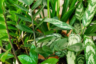 Şık mekan birçok modern yeşil bitkilerle doludur. Bir sürü bitkisi olan botanik evi dekoru: spathiphyllum, Croton, strelitzia nicolai, aglaonema, zamioculcas, sansevieria, Ficus elastica.