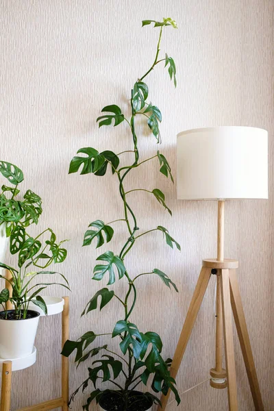 Liana Rhaphidophora Tetrasperma Monstera Minima Berdiri Samping Lampu Bergaya Ruangan — Stok Foto