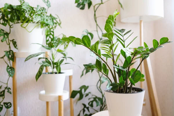 Beyaz saksıdaki Zamioculcas Zamiifolia veya ZZ Bitkisi, oturma odasındaki çiçekler için bir ahşap standın üzerinde birçok ev bitkisinin arka planına karşı dururlar. Ev bitkileri bakım konsepti. 