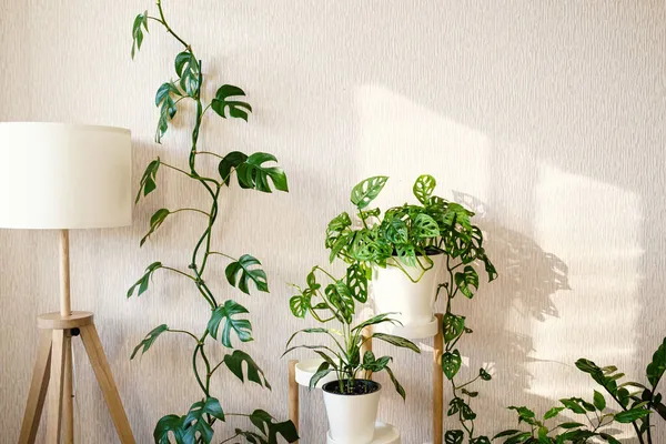 Espace Élégant Avec Une Lampe Élégante Beaucoup Plantes Aglaonema Zamioculcas — Photo