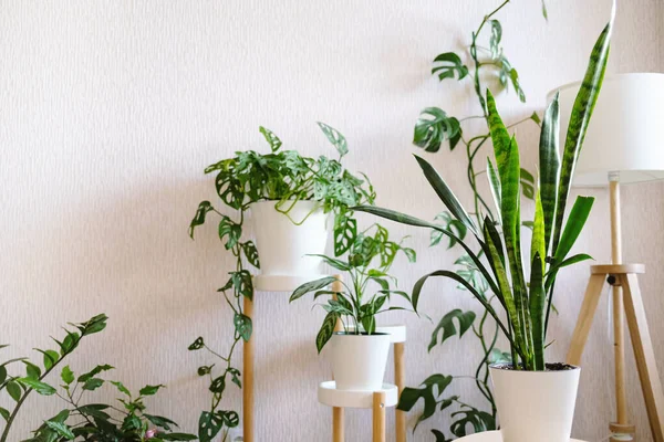 Sansevieria Dans Pot Fleurs Blanches Dresse Sur Stand Bois Pour — Photo