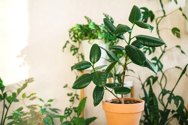 Ficus Elastica Dans Pot Fleurs Terre Cuite Argileuse Dresse Sur — Photo