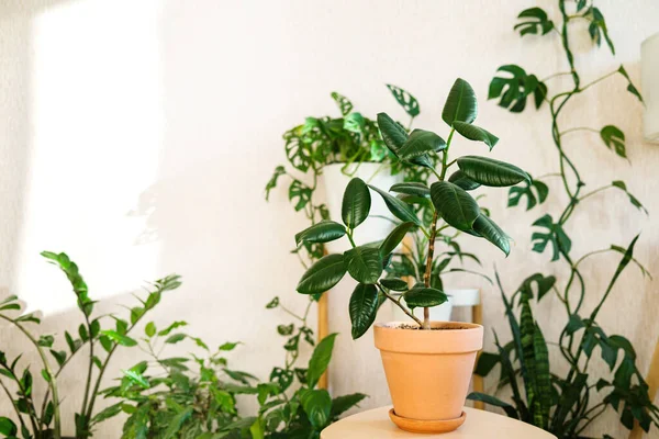 Kil bir terracotta saksısında bulunan ficus elastica oturma odasındaki çiçekler için ahşap bir standın üzerinde birçok ev bitkisine karşı duruyor. Ev bitkileri bakım konsepti. 