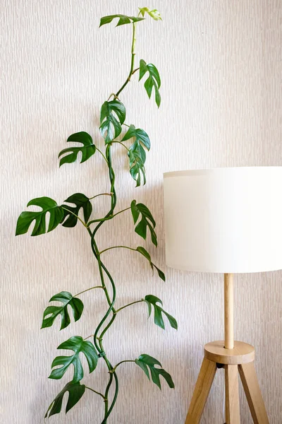 Liana Rhaphidophora Tetrasperma Monstera Minima Står Bredvid Elegant Lampa Ett Stockbild