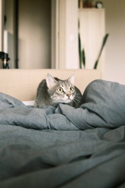 Evcil çizgili gri bir kedi yatakta oturuyor. Evin içindeki kediyi diyorum. Veteriner klinikleri için görüntü, kedilerle ilgili siteler. Dünya Kedi Günü