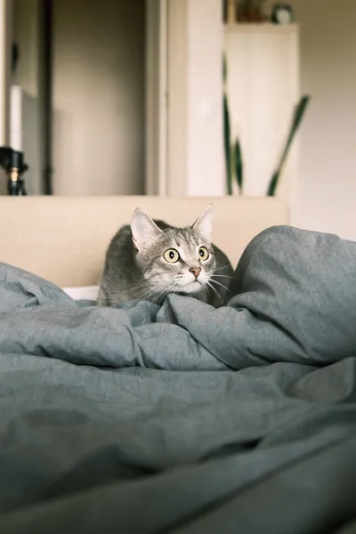 Evcil Çizgili Gri Bir Kedi Yatakta Oturuyor Evin Içindeki Kediyi — Stok fotoğraf