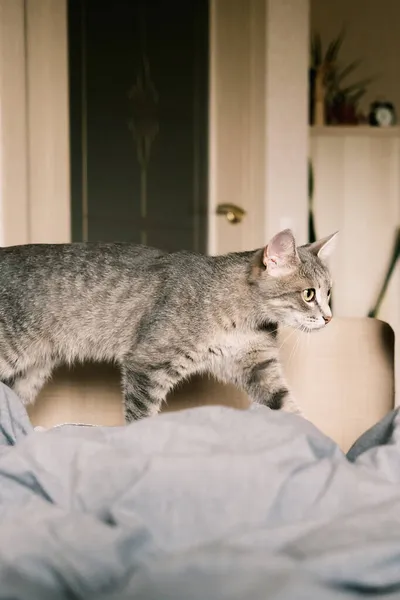 Evcil Çizgili Gri Bir Kedi Kedi Yatakta Yürüyor Evin Içindeki — Stok fotoğraf