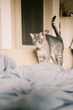 Evcil çizgili gri bir kedi yatakta oturuyor. Evin içindeki kediyi diyorum. Veteriner klinikleri için görüntü, kedilerle ilgili siteler. Dünya Kedi Günü