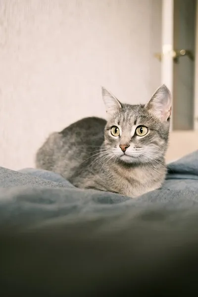 Sarı Gözlü Çizgili Gri Bir Kedi Evcil Bir Kedi Yatakta — Stok fotoğraf