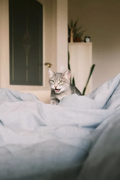 Inhemsk Randig Grå Katten Går Sängen Och Skriker Katten Hemmets — Stockfoto