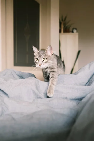 Μια Εγχώρια Ριγέ Γκρι Γάτα Γάτα Περπατά Στο Κρεβάτι Γάτα — Φωτογραφία Αρχείου