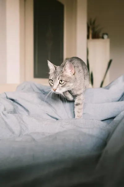 Pisică Gri Dungi Domestice Pisica Plimbă Pat Pisica Din Interiorul — Fotografie, imagine de stoc