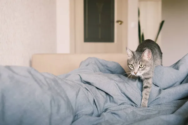 Μια Εγχώρια Ριγέ Γκρι Γάτα Γάτα Περπατά Στο Κρεβάτι Γάτα — Φωτογραφία Αρχείου