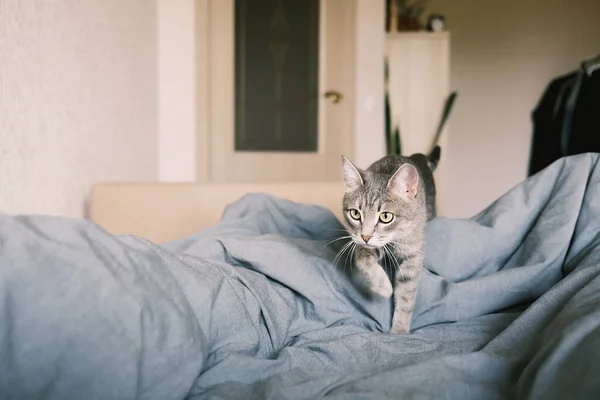 Inhemsk Randig Grå Katt Katten Går Sängen Katten Hemmets Inredning — Stockfoto