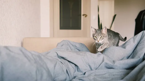 Domestic Striped Gray Cat Cat Walking Bed Cat Home Interior — Stock Photo, Image