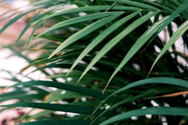 Seçici odak noktası egzotik tropik yeşil palmiye yaprakları. Evde palmiye ağaçlarının yeşil yaprakları (Dypsis lutescens). Egzotik bitki. Çiçek deseni. 