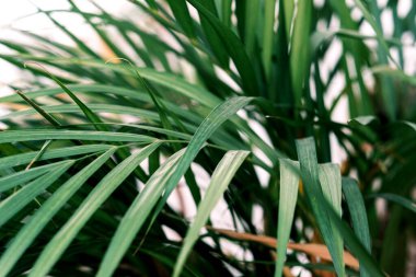 Seçici odak noktası egzotik tropik yeşil palmiye yaprakları. Evde palmiye ağaçlarının yeşil yaprakları (Dypsis lutescens). Egzotik bitki. Çiçek deseni. 