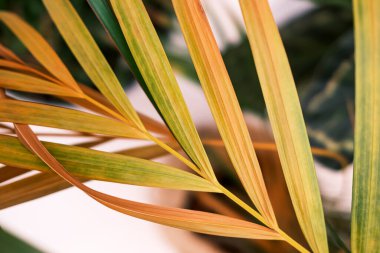 Yakın çekim tropik yeşil ve sarı palmiye yaprakları. Evde palmiye yaprakları (Dypsis lutescens). Egzotik bitki. Çiçek deseni. Seçici odak