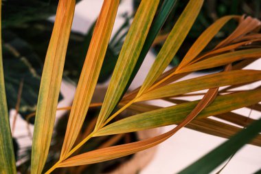 Yakın çekim tropik yeşil ve sarı palmiye yaprakları. Evde palmiye yaprakları (Dypsis lutescens). Egzotik bitki. Çiçek deseni. Seçici odak