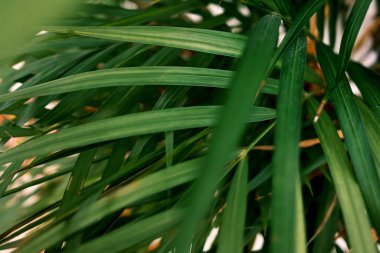 Seçici odak noktası egzotik tropik yeşil palmiye yaprakları. Evde palmiye ağaçlarının yeşil yaprakları (Dypsis lutescens). Egzotik bitki. Çiçek deseni. 