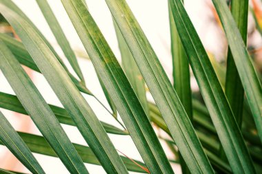 Beyaz arka planda yakın plan tropik yeşil palmiye yaprakları. Evde palmiye ağaçlarının yeşil yaprakları (Dypsis lutescens). Egzotik bitki. Çiçek deseni.