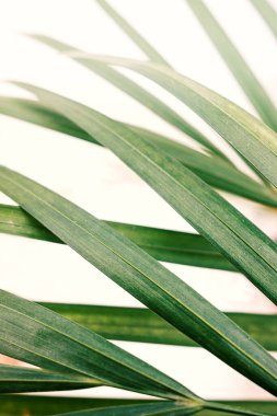 Beyaz arka planda yakın plan tropik yeşil palmiye yaprakları. Evde palmiye ağaçlarının yeşil yaprakları (Dypsis lutescens). Egzotik bitki. Çiçek deseni.