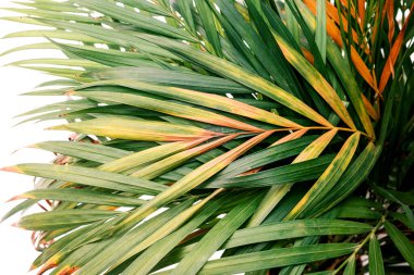 Seçici odak noktası egzotik tropik yeşil palmiye yaprakları. Evde palmiye ağaçlarının yeşil yaprakları (Dypsis lutescens). Egzotik bitki. Çiçek deseni. 
